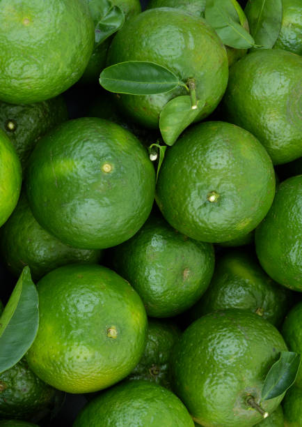 istock Many green oranges with green leaves as background. 1706106242
