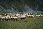 A flock of sheep grazes on green meadows, eats fresh green grass in the mountains of Georgia. Truso Valley National Park, Kazbegi Municipality. Herd pets on free range.