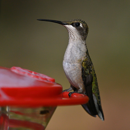 Juvenile male ruby-throated hummingbird on Connecticut feeder in autumn, checking out the photographer. Born a few weeks before this photo was taken, he will acquire the red throat in the coming winter, after he completes the long migration to the southern Mexico/Central America region. A few rubythroats winter at the southern tip of Florida.