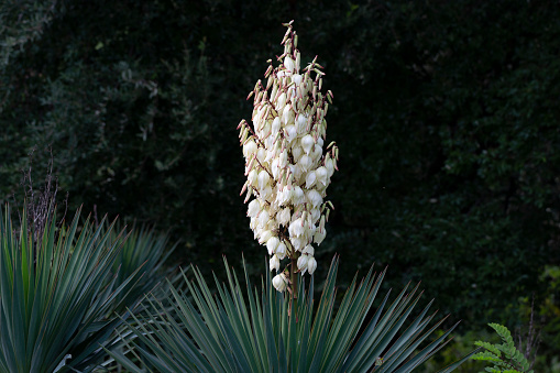 Yucca filamentosa, blooming palm with a lot of white flowers, November