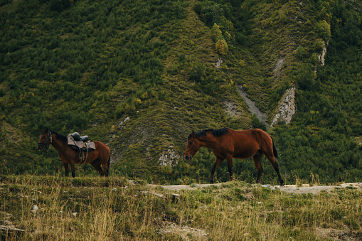 Horses shepherds with a load on their backs in the mountains of Georgia in autumn. Kazbegi region, Truso Valley. The horse helps to transport things in hard-to-reach natural mountain places