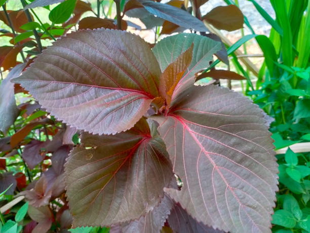 istock ACALYPHA WILKESIANA, also known as Fire Dragon Acalypha, Hoja de Cobre, Copper Leaf. 1706113394