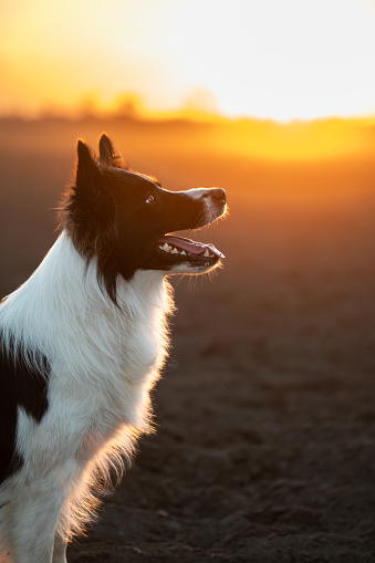 Portrait of the Black and white young border collie in the field at the sunset
