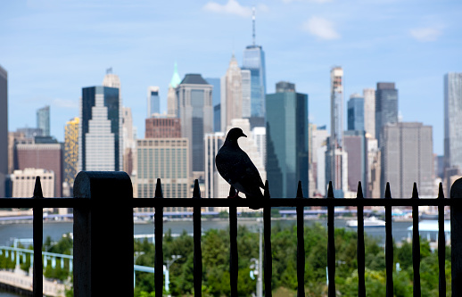 aerial view of manhattan and central park