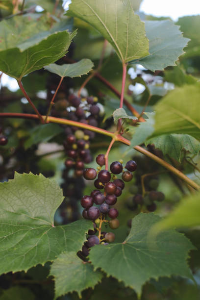 istock Vineyards at sunset in autumn harvest. Ripe grapes in fall. 1706125984