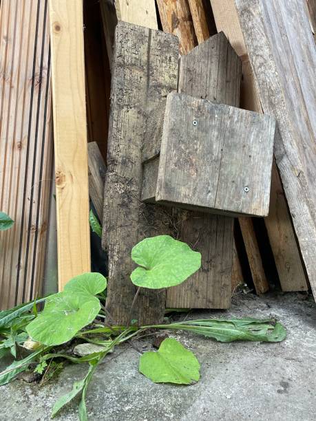 istock Plants making their way in a wood shelf 1706127622