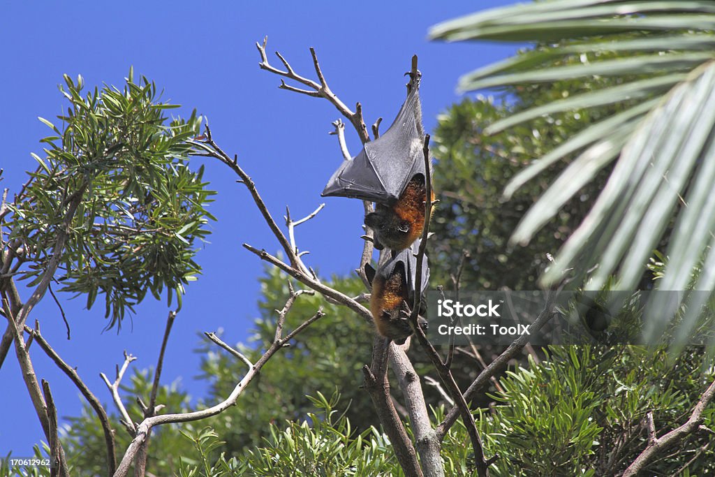 Flying Fox シドニーで - オオコウモリのロイヤリティフリーストックフォト