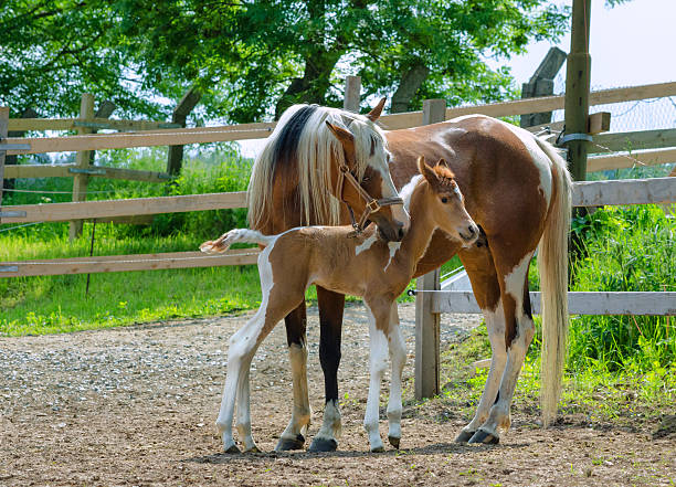 Pinto Arabian horses - mare and newborn foal Pinto Arabian mare and her foal - about 24 hours old  newborn horse stock pictures, royalty-free photos & images