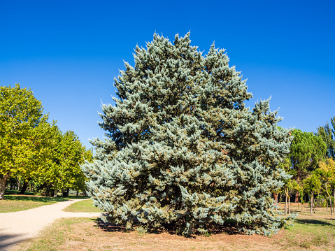 Big fir tree in the park