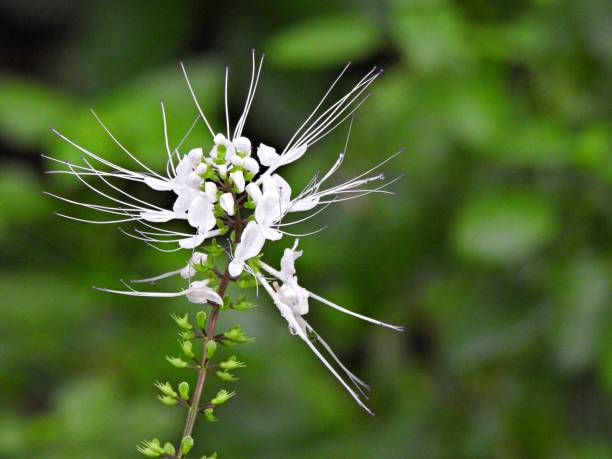Cat Whiskers (Orthosiphon aristatus) - flowers Cat Whiskers - nectar for butterflies orthosiphon aristatus stock pictures, royalty-free photos & images