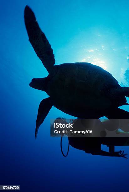 Tartaruga E Sommozzatore Silo - Fotografie stock e altre immagini di Acqua - Acqua, Adulto, Animale