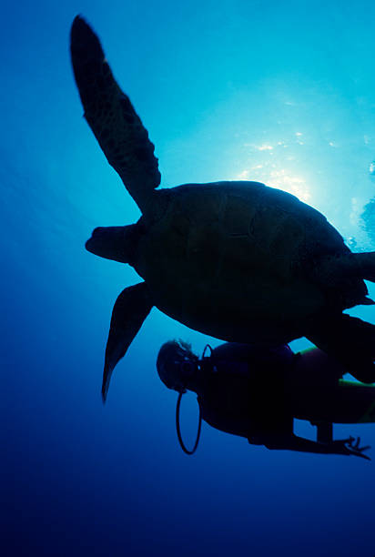 タートルやダイバーサイロ - turtle green sea turtle silhouette sea ストックフォトと画像
