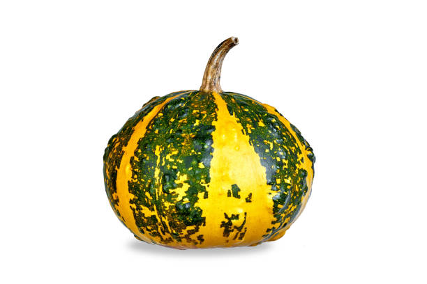 Decorative striped green and yellow pumpkin isolated on white background.