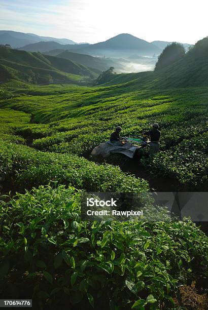 Harvest Stockfoto und mehr Bilder von Echter Teestrauch - Echter Teestrauch, Plantage, Teepflanze