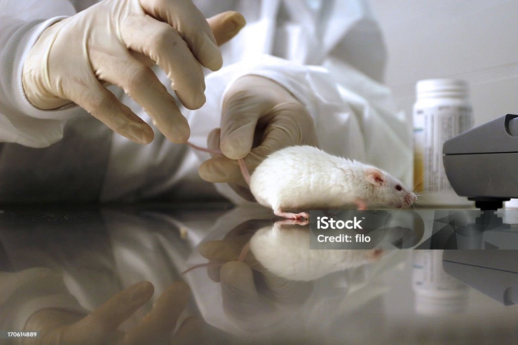 Medical Research A medical researcher and a white mouse. Mouse - Animal Stock Photo