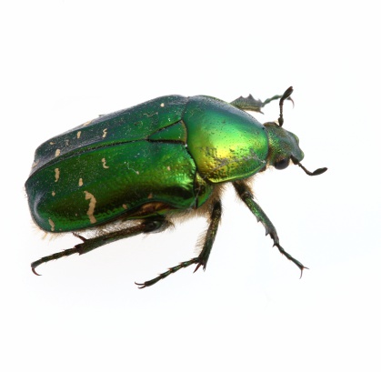 Green beetle on white background