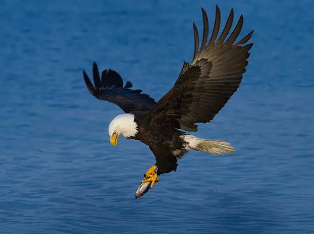 Alaska bald eagle fishing