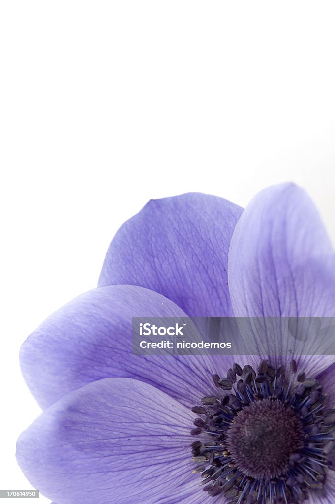 Mauve Poppy Similar images: Anemone Flower Stock Photo