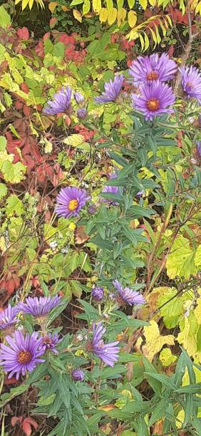 istock Pop of Purple Flower 1706151003