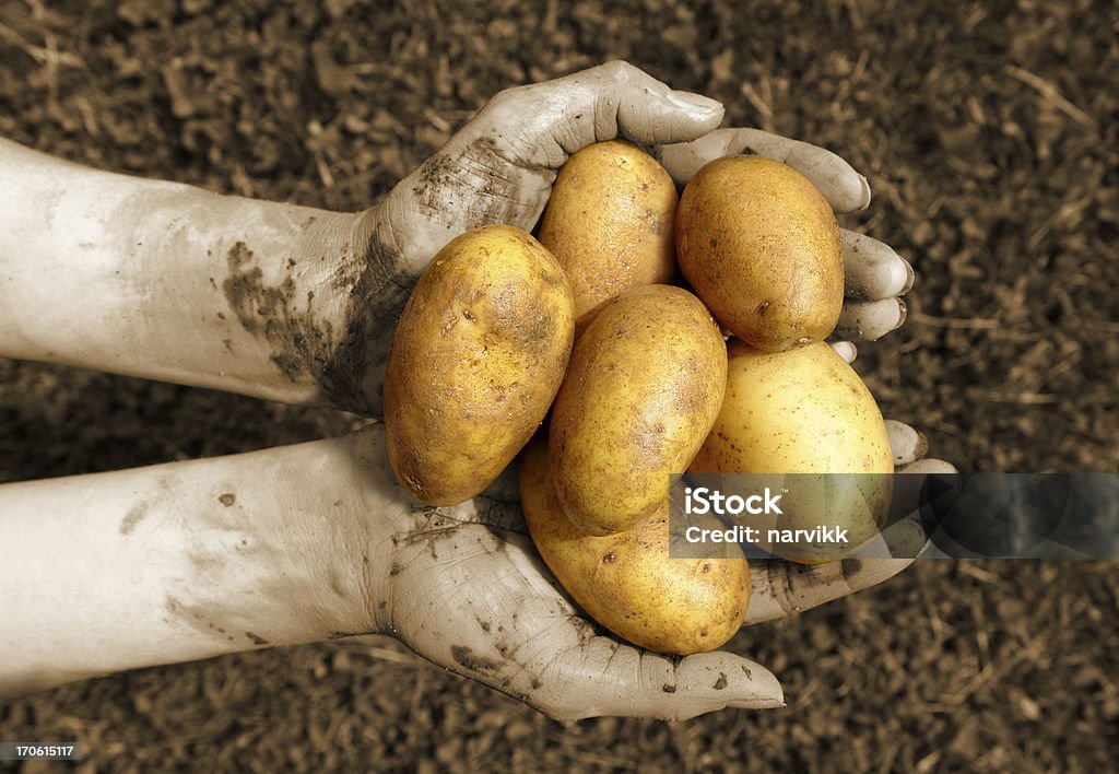 Свежего картофеля в человеческой руки - Стоковые фото Антисанитарный роялти-фри