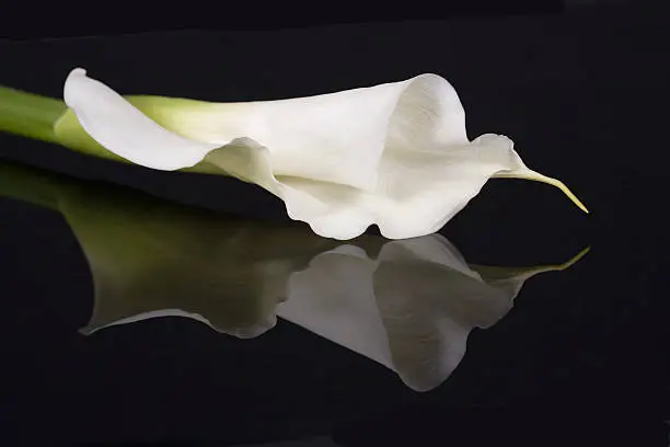 Reflections of an opening Calla Lily.Click on an image to see more Lily Images.