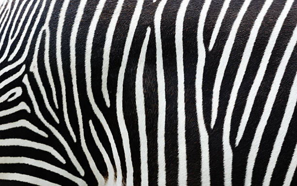 strisce di zebra - black white macro high contrast foto e immagini stock