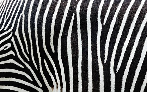 close-up view of zebra stripes - cultuurverschillen stockfoto's en -beelden