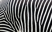 Close-up view of zebra stripes