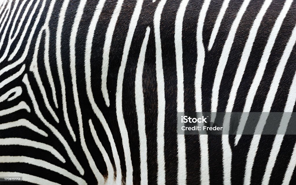 Close-up view of zebra stripes zebra detail Zebra Stock Photo