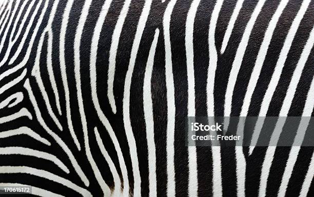 Closeup View Of Zebra Stripes Stock Photo - Download Image Now - Zebra, Zebra Print, Textured