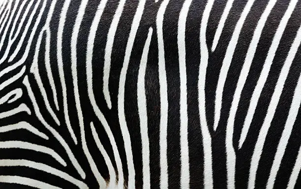 Photo of Close-up view of zebra stripes