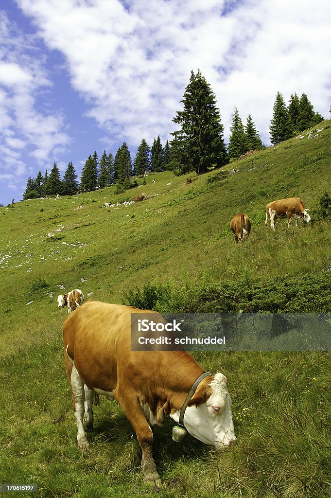 Vacas en las montañas, 2 - Foto de stock de Agricultura libre de derechos