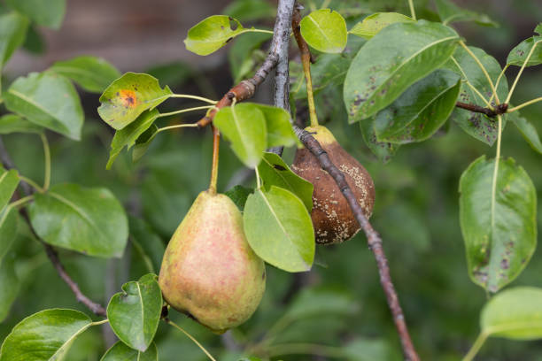 istock Rip pear on the tree with one rotten pear behind. 1706152099