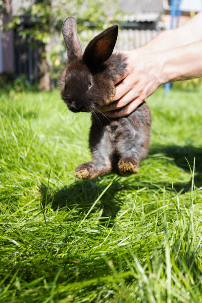 istock Man putting black small rabbit on the green grass in the garden. 1706152115