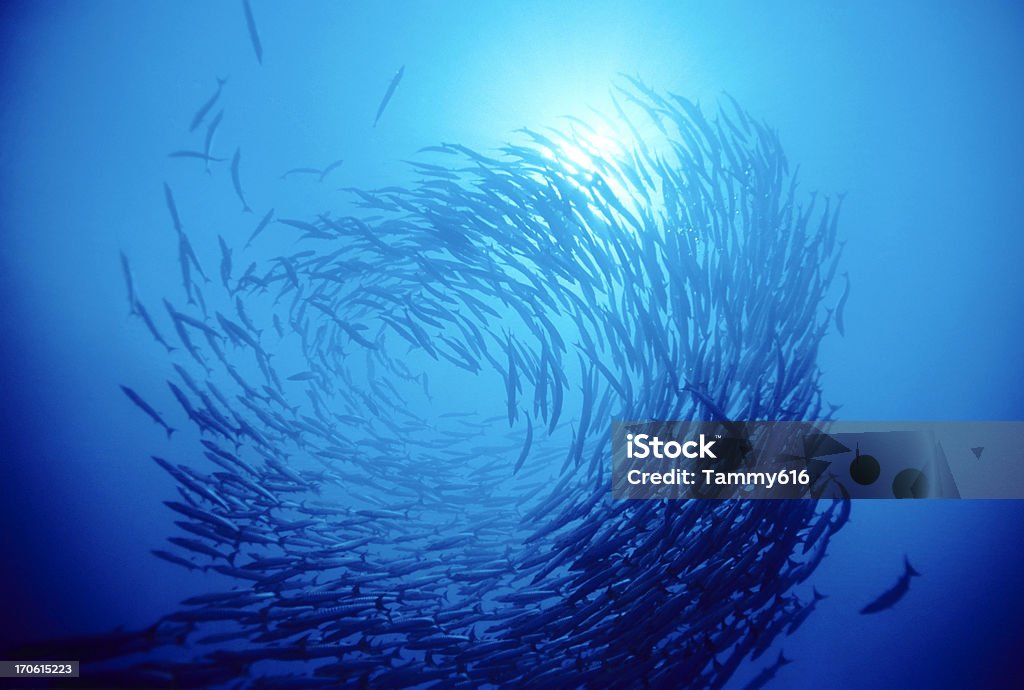 Swirl Of Fish Jacks on reef.   MORE FISH ... (links) Fish Stock Photo