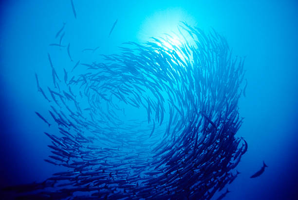 Swirl Of Fish Jacks on reef.   MORE FISH ... (links) conformity photos stock pictures, royalty-free photos & images