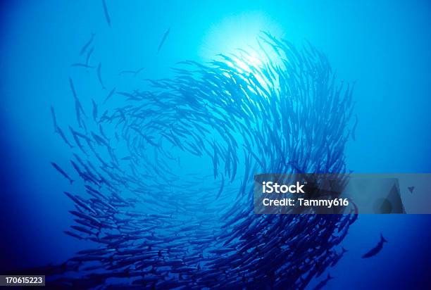 Swirl Of Fish Stock Photo - Download Image Now - Fish, Sea, School of Fish