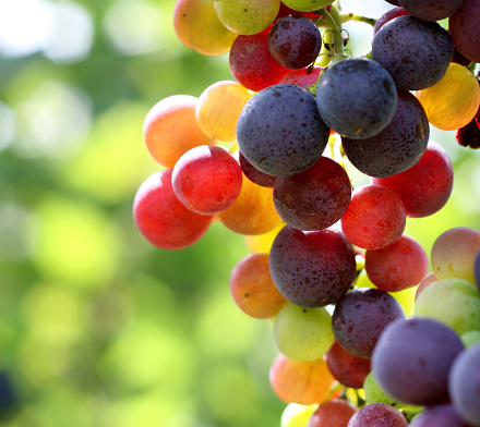 colorful grapes in vineyard