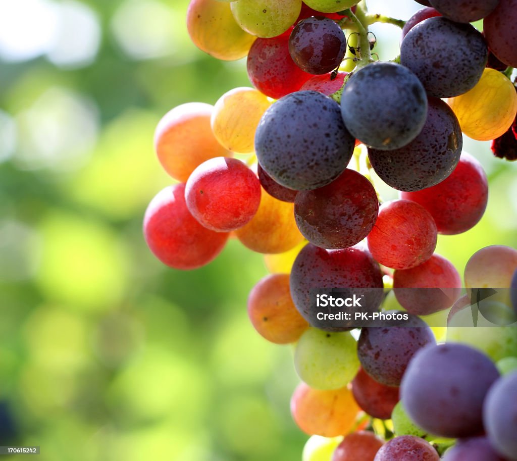Rozjarzony winogron - Zbiór zdjęć royalty-free (Winogrono)