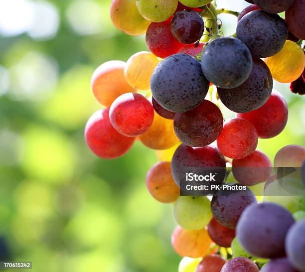 Rozjarzony Winogron - zdjęcia stockowe i więcej obrazów Winogrono - Winogrono, Niedojrzały, Roślina pnąca