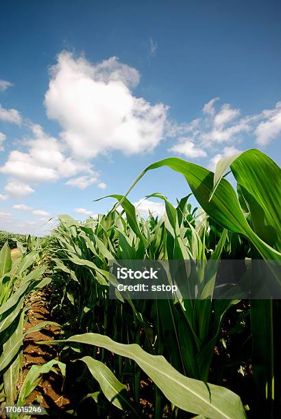 Corn Field Stock Photo - Download Image Now - Agricultural Field, Agriculture, Alcohol - Drink
