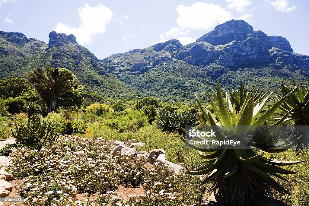 Giardino botanico di Kirstenbosch - Foto stock royalty-free di Giardino botanico di Kirstenbosch