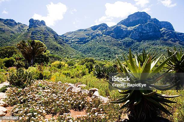 Giardino Botanico Di Kirstenbosch - Fotografie stock e altre immagini di Giardino botanico di Kirstenbosch - Giardino botanico di Kirstenbosch, Città del Capo, Giardino botanico