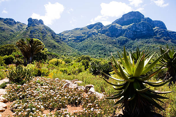 Kirstenbosch Botanical Garden South Africa's National Botanical Garden at Kirstenbosch, Cape Town. Focus is on the aloe in the foreground. Camera: Canon 5D. fynbos photos stock pictures, royalty-free photos & images
