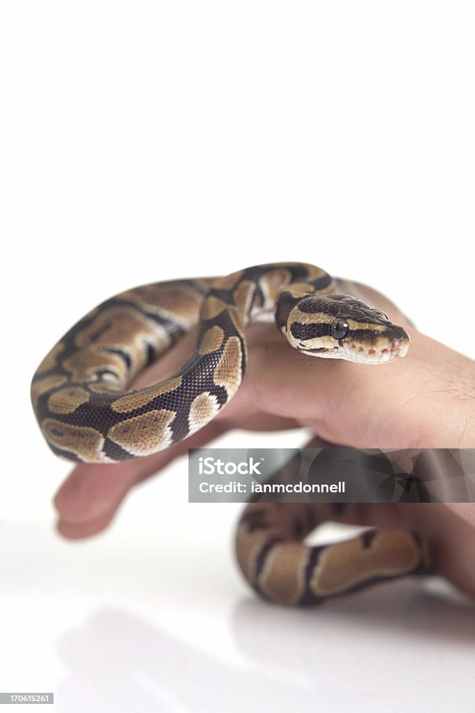 pet snake pet snake wrapped around owner's hand Animal Stock Photo