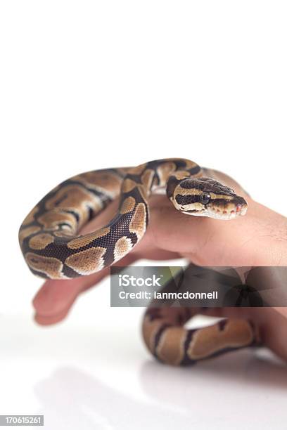Pet Snake Stock Photo - Download Image Now - Animal, Animal Markings, Animal Scale