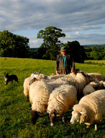 Shepherd and sheepdog herding a flock of sheep in the English countryside.