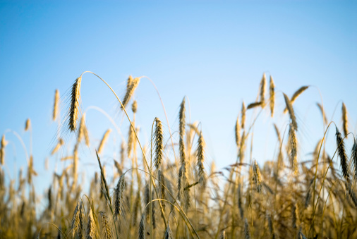 golden barley field detail in summer, blue sky.
