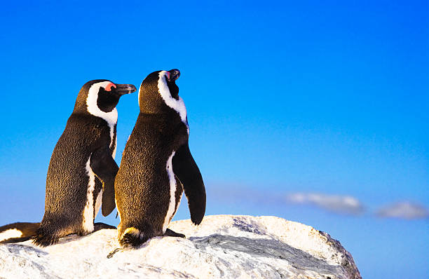 pinguim lurve - cape town jackass penguin africa animal imagens e fotografias de stock