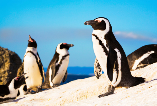 Members of the famous African Penguin colony at Boulders Beach, Simonstown, Cape Town, South Africa. Camera: Canon 5D with L-series lens.